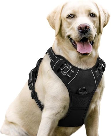 A golden Labrador wearing a black harness, looking towards the camera happily.